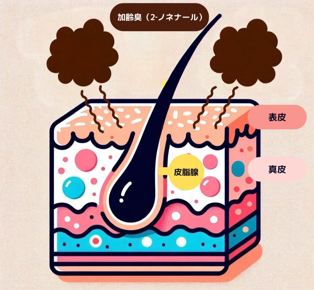 加齢臭の原因は2-ノネナール